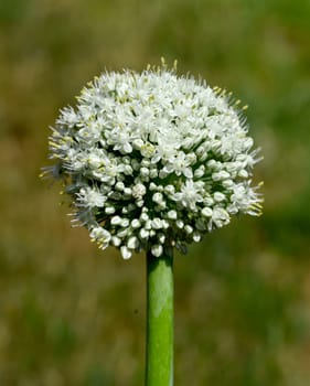 Onion,Allium cepa,is a medicinal plant,and one of the most important cuisine. Onion,Allium cepa,is a medicinal plant and one of the most important culinary herbs.