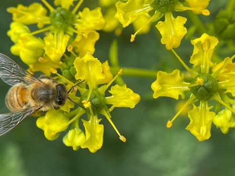 Rue,Ruta graveolens,is an important medicinal plant with yellow-green flowers. It is a perennial and is also used in the kitchen as a spice and in medicine. Rue,Ruta graveolens,is an important medicinal plant with yellow-green flowers. It is a perennial and is also used in the kitchen as a seasoning and in medicine.