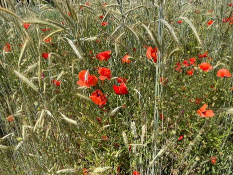Papaver is a genus of flowering plants in the poppy family. Corn poppy,Papaver is a genus of plants from the poppy family with red flowers.