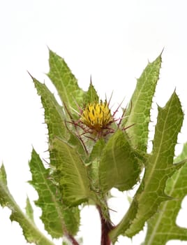 Benedictine herb,Cnicus benedictus,is an important medicinal plant and a poisonous plant with orange flowers. Benedictine herb,Cnicus,Benedictus is an important medicinal plant and poisonous plant with orange flowers.