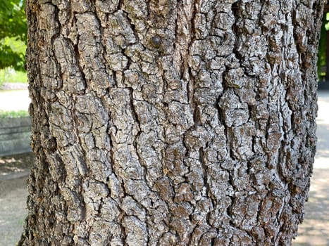. Aleppo oak,Quercus infectoria,german rarely referred to as Aleppo oak or Faerber oak,also gall oak,is a species of oak native to the eastern Mediterranean. Aleppo oak,Quercus infectoria,rarely referred to in German as Aleppo oak or dyer's oak,also gall oak,is a species of oak,widespread in the eastern Mediterranean region.