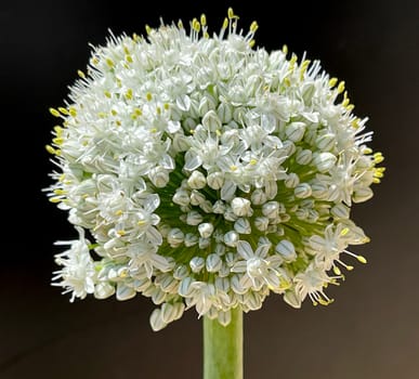 Onion,Allium cepa,is a medicinal plant,and one of the most important cuisine. Onion,Allium cepa,is a medicinal plant and one of the most important culinary herbs.