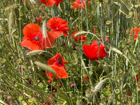 Papaver is a genus of flowering plants in the poppy family. Corn poppy,Papaver is a genus of plants from the poppy family with red flowers.