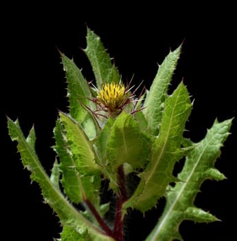 Benedictine herb,Cnicus benedictus,is an important medicinal plant and a poisonous plant with orange flowers. Benedictine herb,Cnicus,Benedictus is an important medicinal plant and poisonous plant with orange flowers.