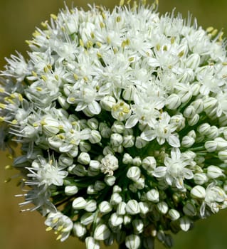 Onion,Allium cepa,is a medicinal plant,and one of the most important cuisine. Onion,Allium cepa,is a medicinal plant and one of the most important culinary herbs.