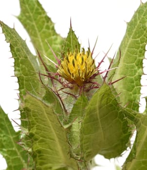 Benedictine herb,Cnicus benedictus,is an important medicinal plant and a poisonous plant with orange flowers. Benedictine herb,Cnicus,Benedictus is an important medicinal plant and poisonous plant with orange flowers.