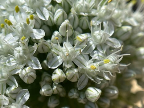 Onion,Allium cepa,is a medicinal plant,and one of the most important cuisine. Onion,Allium cepa,is a medicinal plant and one of the most important culinary herbs.