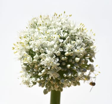 Onion,Allium cepa,is a medicinal plant,and one of the most important cuisine. Onion,Allium cepa,is a medicinal plant and one of the most important culinary herbs.
