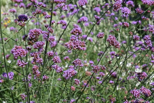 Patagonian verbena,Verbena bonariensis belongs to the genus Verbena comprising more than 250 species and is a beautiful summer flower. Patagonian vervain,Verbena bonariensis belongs to the genus Verbena,which has over 250 species and is a beautiful summer flower.