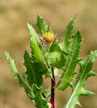 Benedictine herb,Cnicus benedictus,is an important medicinal plant and a poisonous plant with orange flowers. Benedictine herb,Cnicus,Benedictus is an important medicinal plant and poisonous plant with orange flowers.
