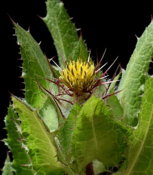 Benedictine herb,Cnicus benedictus,is an important medicinal plant and a poisonous plant with orange flowers. Benedictine herb,Cnicus,Benedictus is an important medicinal plant and poisonous plant with orange flowers.
