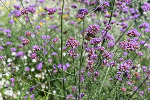 Patagonian verbena,Verbena bonariensis belongs to the genus Verbena comprising more than 250 species and is a beautiful summer flower. Patagonian vervain,Verbena bonariensis belongs to the genus Verbena,which has over 250 species and is a beautiful summer flower.