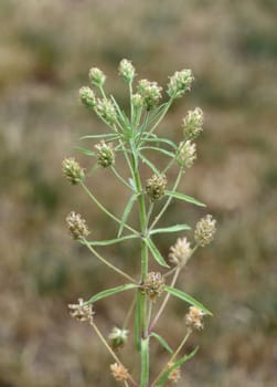Psyllium seeds,Afra plantago is an important medicinal plant and is often used in medicine. The plant is one year old. Black psyllium,Afra plantago is an important medicinal plant and is widely used in medicine. The plant is one year old.