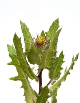 Benedictine herb,Cnicus benedictus,is an important medicinal plant and a poisonous plant with orange flowers. Benedictine herb,Cnicus,Benedictus is an important medicinal plant and poisonous plant with orange flowers.