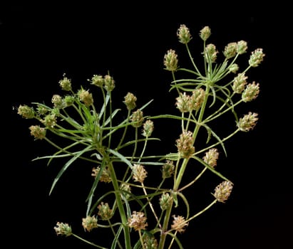 Psyllium seeds,Afra plantago is an important medicinal plant and is often used in medicine. The plant is one year old. Black psyllium,Afra plantago is an important medicinal plant and is widely used in medicine. The plant is one year old.