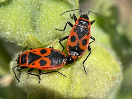 Fire bugs with their red-black color belong to the most striking native bug species. Fire bugs,with their red-black coloring,are among the most conspicuous native bug species.