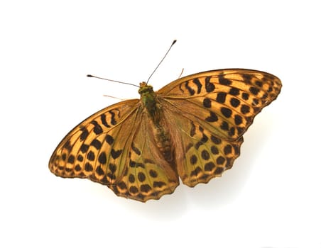 Fritillary butterflies,Speyeria belong to the noble butterflies and are insects with large wings. Fritillary,Speyeria belongs to the noble butterflies and are insects with large wings.