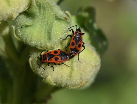 Fire bugs with their red-black color belong to the most striking native bug species. Fire bugs,with their red-black coloring,are among the most conspicuous native bug species.