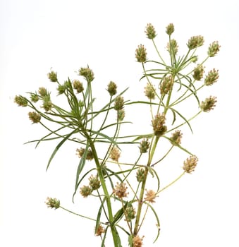 Psyllium seeds,Afra plantago is an important medicinal plant and is often used in medicine. The plant is one year old. Black psyllium,Afra plantago is an important medicinal plant and is widely used in medicine. The plant is one year old.