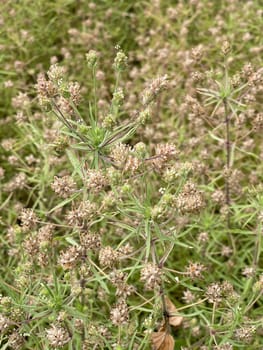 Psyllium seeds,Afra plantago is an important medicinal plant and is often used in medicine. The plant is one year old. Black psyllium,Afra plantago is an important medicinal plant and is widely used in medicine. The plant is one year old.