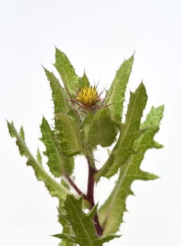 Benedictine herb,Cnicus benedictus,is an important medicinal plant and a poisonous plant with orange flowers. Benedictine herb,Cnicus,Benedictus is an important medicinal plant and poisonous plant with orange flowers.