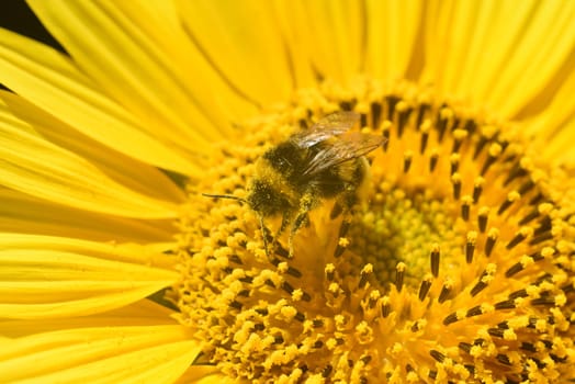 Sunflower,Helianthus annuus,is an important oil and medicinal plant with yellow flowers and is also used in medicine. Sunflower,Helianthus annuus,is an important oil and medicinal plant with yellow flowers and is also used in medicine.