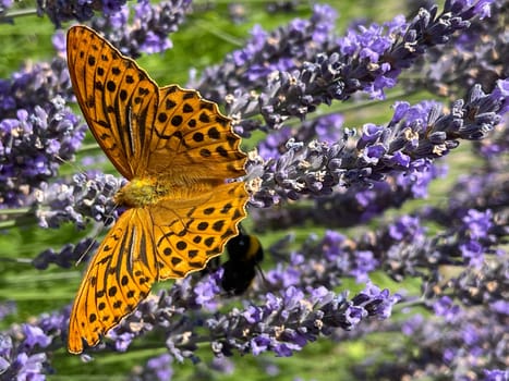 Emperor's mantle,Argynnis paphia belongs to the noble butterflies and are insects with large wings. Imperial mantle,Argynnis paphia belongs to the noble butterflies and are insects with large wings.