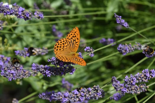 Emperor's mantle,Argynnis paphia belongs to the noble butterflies and are insects with large wings. Imperial mantle,Argynnis paphia belongs to the noble butterflies and are insects with large wings.