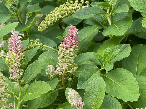 American kermesberry is a perennial perennial and an important medicinal plant. American pokeweed is a perennial and an important medicinal plant.