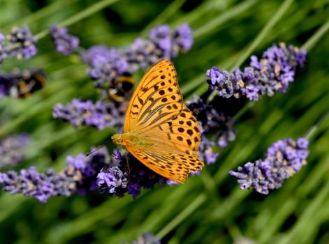 Emperor's mantle,Argynnis paphia belongs to the noble butterflies and are insects with large wings. Imperial mantle,Argynnis paphia belongs to the noble butterflies and are insects with large wings.