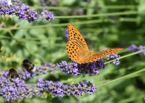 Emperor's mantle,Argynnis paphia belongs to the noble butterflies and are insects with large wings. Imperial mantle,Argynnis paphia belongs to the noble butterflies and are insects with large wings.