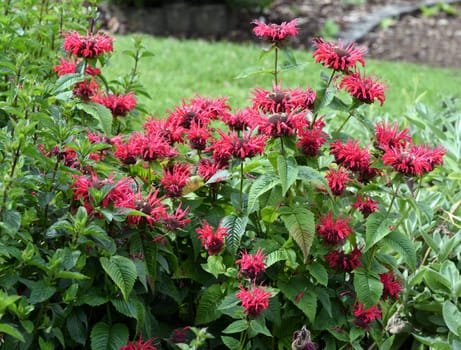 Indian nettle,monarda,didyma or golden balm is a medicinal plant introduced from the USA. Indian nettle,monarda,didyma or bee balm is a medicinal plant imported from the USA.