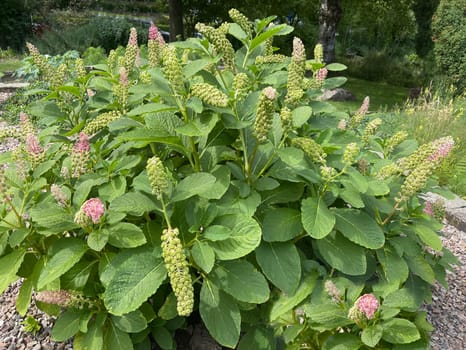 American kermesberry is a perennial perennial and an important medicinal plant. American pokeweed is a perennial and an important medicinal plant.