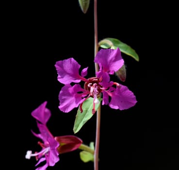 Klarkie,Clarkia pulchella is a beautiful summer flower with purple flowers. Klarkie,Clarkia pulchella is a pretty annual with purple flowers.