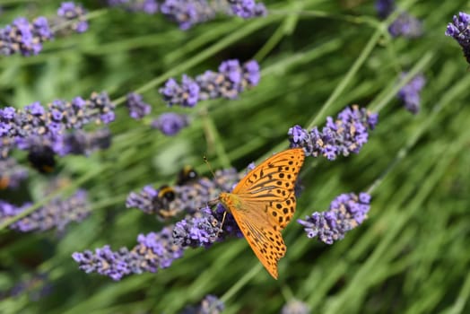 Emperor's mantle,Argynnis paphia belongs to the noble butterflies and are insects with large wings. Imperial mantle,Argynnis paphia belongs to the noble butterflies and are insects with large wings.