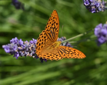 Emperor's mantle,Argynnis paphia belongs to the noble butterflies and are insects with large wings. Imperial mantle,Argynnis paphia belongs to the noble butterflies and are insects with large wings.
