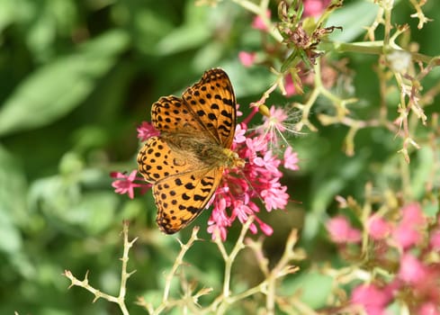 Fritillary butterflies,Speyeria belong to the noble butterflies and are insects with large wings. Fritillary,Speyeria belongs to the noble butterflies and are insects with large wings.