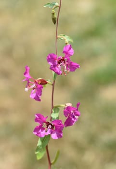 Klarkie,Clarkia pulchella is a beautiful summer flower with purple flowers. Klarkie,Clarkia pulchella is a pretty annual with purple flowers.