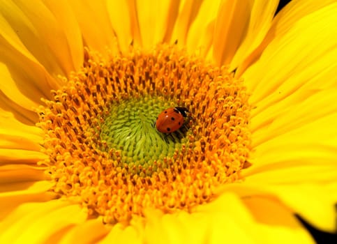 Marienkaefer,Coccinella semptempunctata,is a beautiful red kaefer with black dots. The insect is very useful and eats many aphids,Helianthus,annuus,Ladybug,Coccinella semptempunctata,is a pretty red beetle with black spots. The insect is very useful and eats many aphids. Helianthus,annuus