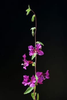 Klarkie,Clarkia pulchella is a beautiful summer flower with purple flowers. Klarkie,Clarkia pulchella is a pretty annual with purple flowers.