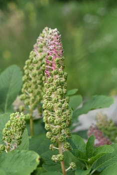 American kermesberry is a perennial perennial and an important medicinal plant. American pokeweed is a perennial and an important medicinal plant.
