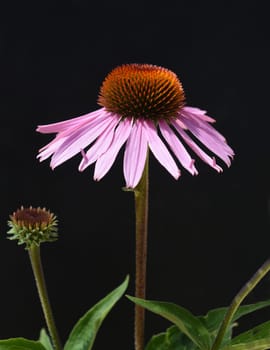 Conechinacea,Echinacea purpurea,is an important medicinal plant and a fragrant plant with red flowers. It is a beautiful perennial plant and is often planted in the garden. Red coneflower,Echinacea purpurea,is an important medicinal herb and an aromatic plant with red flowers. It is a beautiful perennial plant and is often planted in the garden.