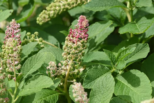 American kermesberry is a perennial perennial and an important medicinal plant. American pokeweed is a perennial and an important medicinal plant.
