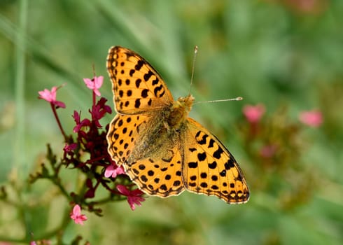 Fritillary butterflies,Speyeria belong to the noble butterflies and are insects with large wings. Fritillary,Speyeria belongs to the noble butterflies and are insects with large wings.