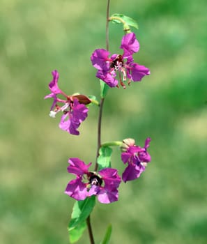 Klarkie,Clarkia pulchella is a beautiful summer flower with purple flowers. Klarkie,Clarkia pulchella is a pretty annual with purple flowers.