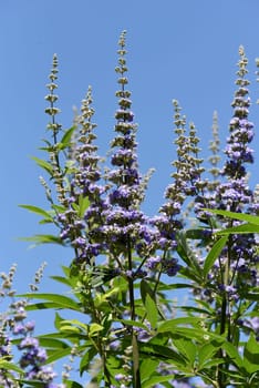 Moenchspfeffer,Vitex agnus is an important medicinal plant and is also used in medicine. Moenchspfeffer,Vitex agnus is an important medicinal plant and is also used in medicine.