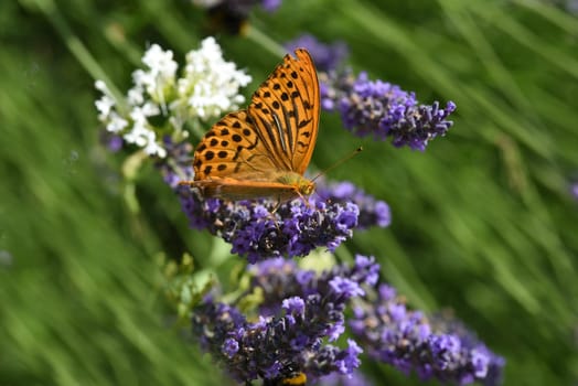 Emperor's mantle,Argynnis paphia belongs to the noble butterflies and are insects with large wings. Imperial mantle,Argynnis paphia belongs to the noble butterflies and are insects with large wings.