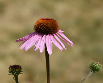 Conechinacea,Echinacea purpurea,is an important medicinal plant and a fragrant plant with red flowers. It is a beautiful perennial plant and is often planted in the garden. Red coneflower,Echinacea purpurea,is an important medicinal herb and an aromatic plant with red flowers. It is a beautiful perennial plant and is often planted in the garden.