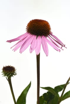 Conechinacea,Echinacea purpurea,is an important medicinal plant and a fragrant plant with red flowers. It is a beautiful perennial plant and is often planted in the garden. Red coneflower,Echinacea purpurea,is an important medicinal herb and an aromatic plant with red flowers. It is a beautiful perennial plant and is often planted in the garden.