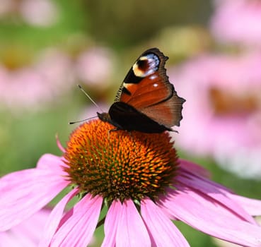 Conechinacea,Echinacea purpurea,is an important medicinal plant and a fragrant plant with red flowers. It is a beautiful perennial plant and is often planted in the garden. Red coneflower,Echinacea purpurea,is an important medicinal herb and an aromatic plant with red flowers. It is a beautiful perennial plant and is often planted in the garden.